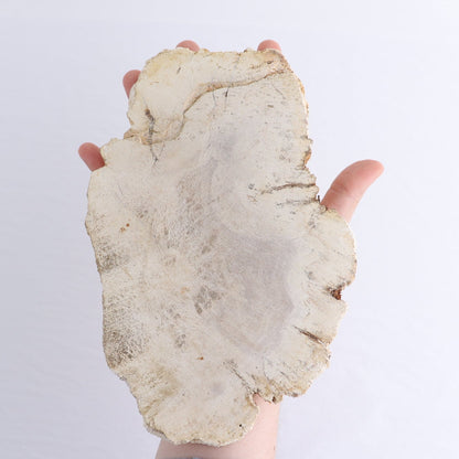 Petrified Wood Slices & Slabs Set of 3
