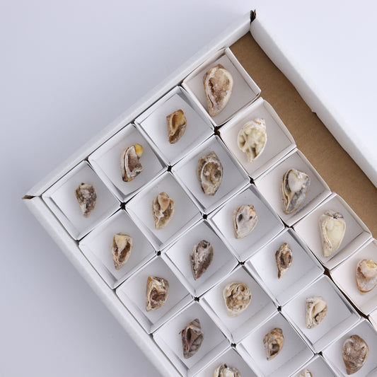 Crystalized Shells Set of 24 - Expert Wholesale and Supplier of Wholesale Crystals & Bulk Gemstones, ["Crystalized Shell","India","shell","shells"]