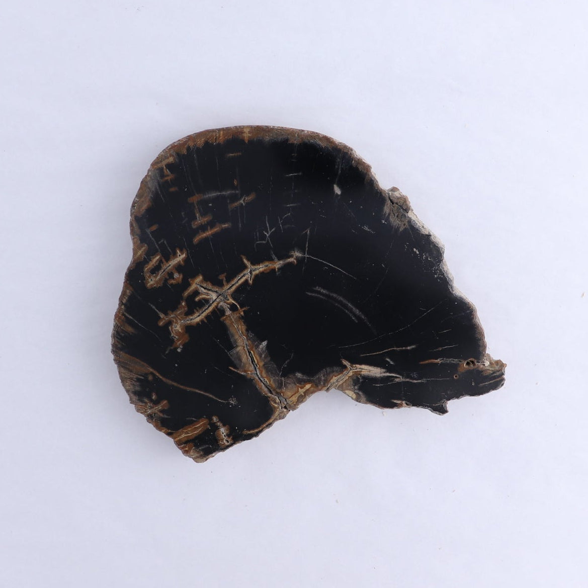 Petrified Wood Slices & Slabs Set of 3