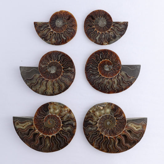 Ammonite Shells Set of 6 - Expert Wholesale and Supplier of Wholesale Crystals & Bulk Gemstones, ["Ammonite","Madagascar","shells"]