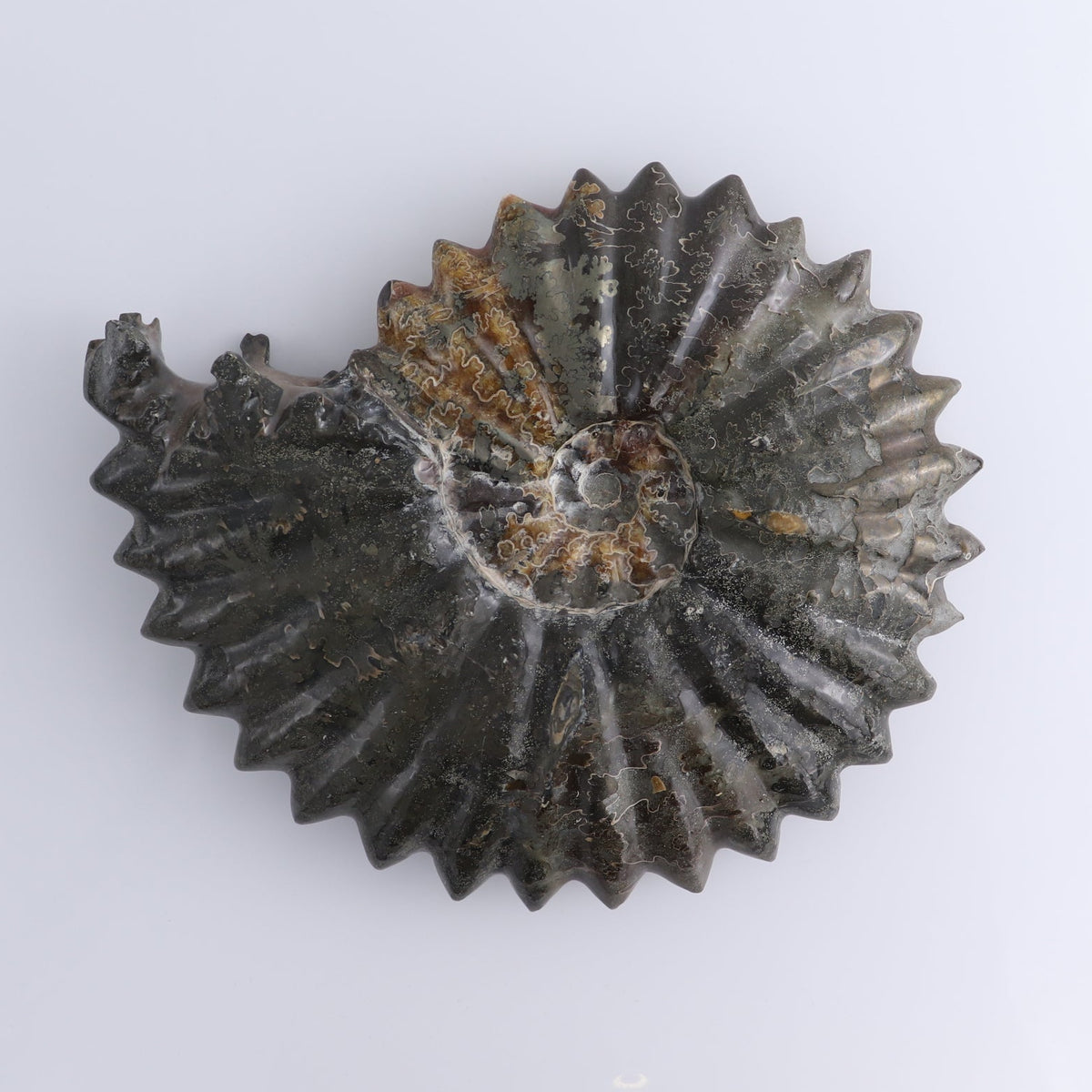 Ammonite Shell