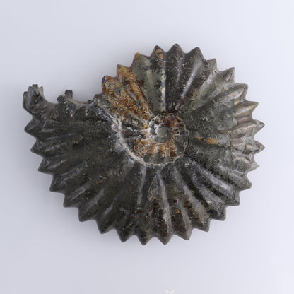 Ammonite Shell
