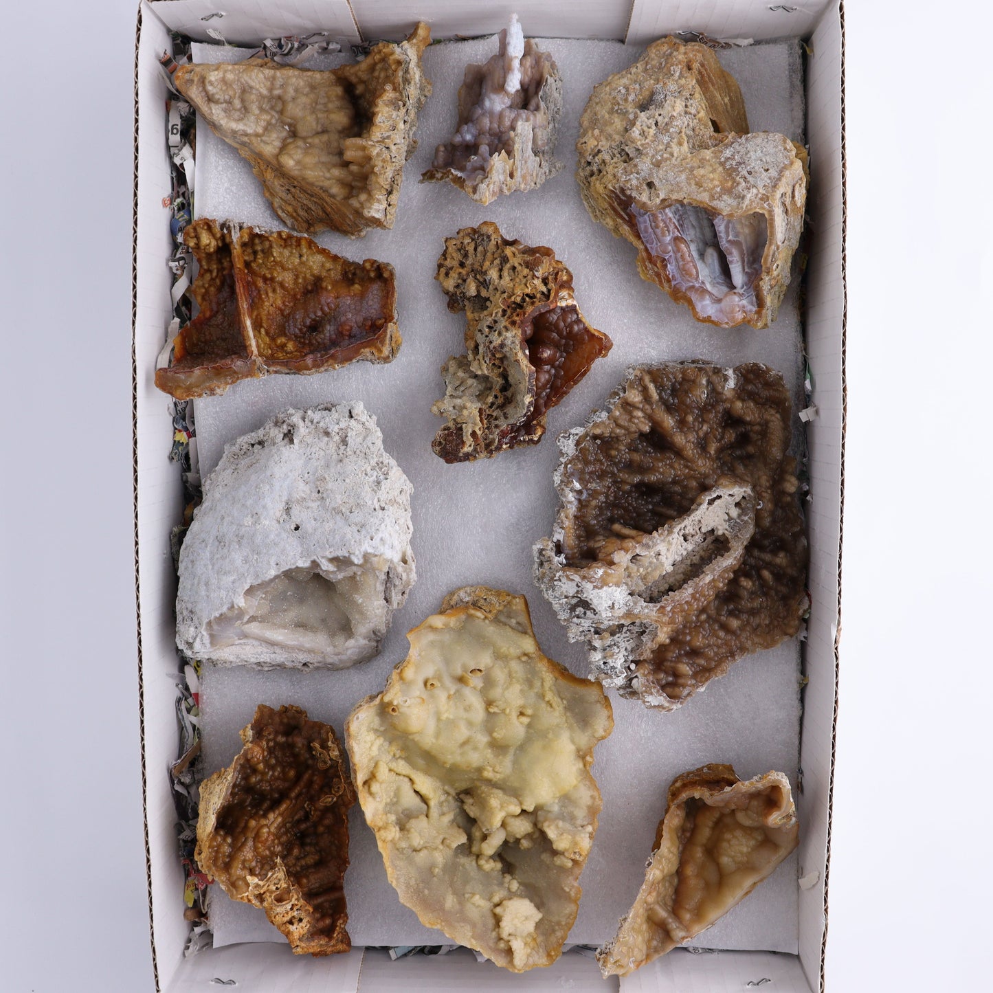 Agatized Coral Flat - Expert Wholesale and Supplier of Wholesale Crystals & Bulk Gemstones, ["Agate","Agatized Coral","Coral","United States"]