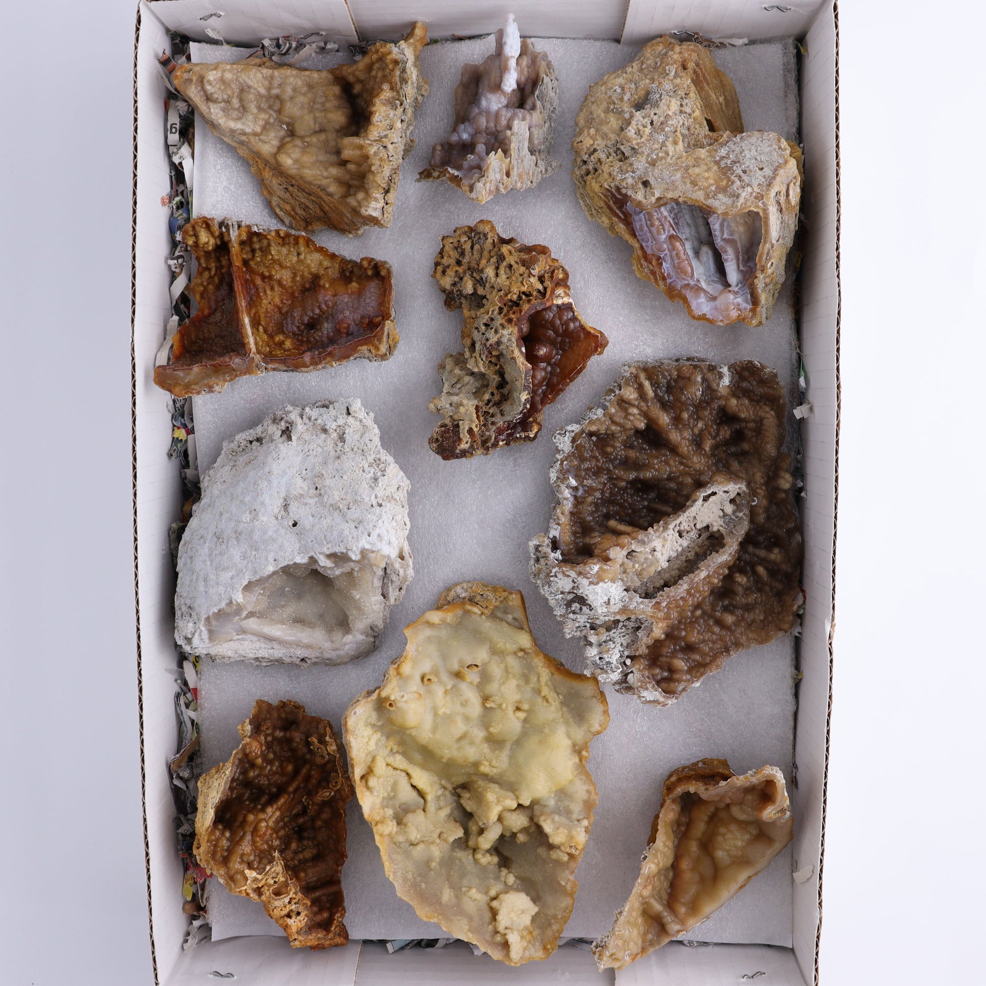 Agatized Coral Flat - Expert Wholesale and Supplier of Wholesale Crystals & Bulk Gemstones, ["Agate","Agatized Coral","Coral","United States"]