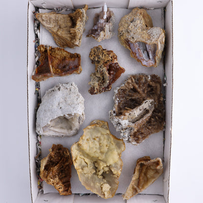 Agatized Coral Flat - Expert Wholesale and Supplier of Wholesale Crystals & Bulk Gemstones, ["Agate","Agatized Coral","Coral","United States"]