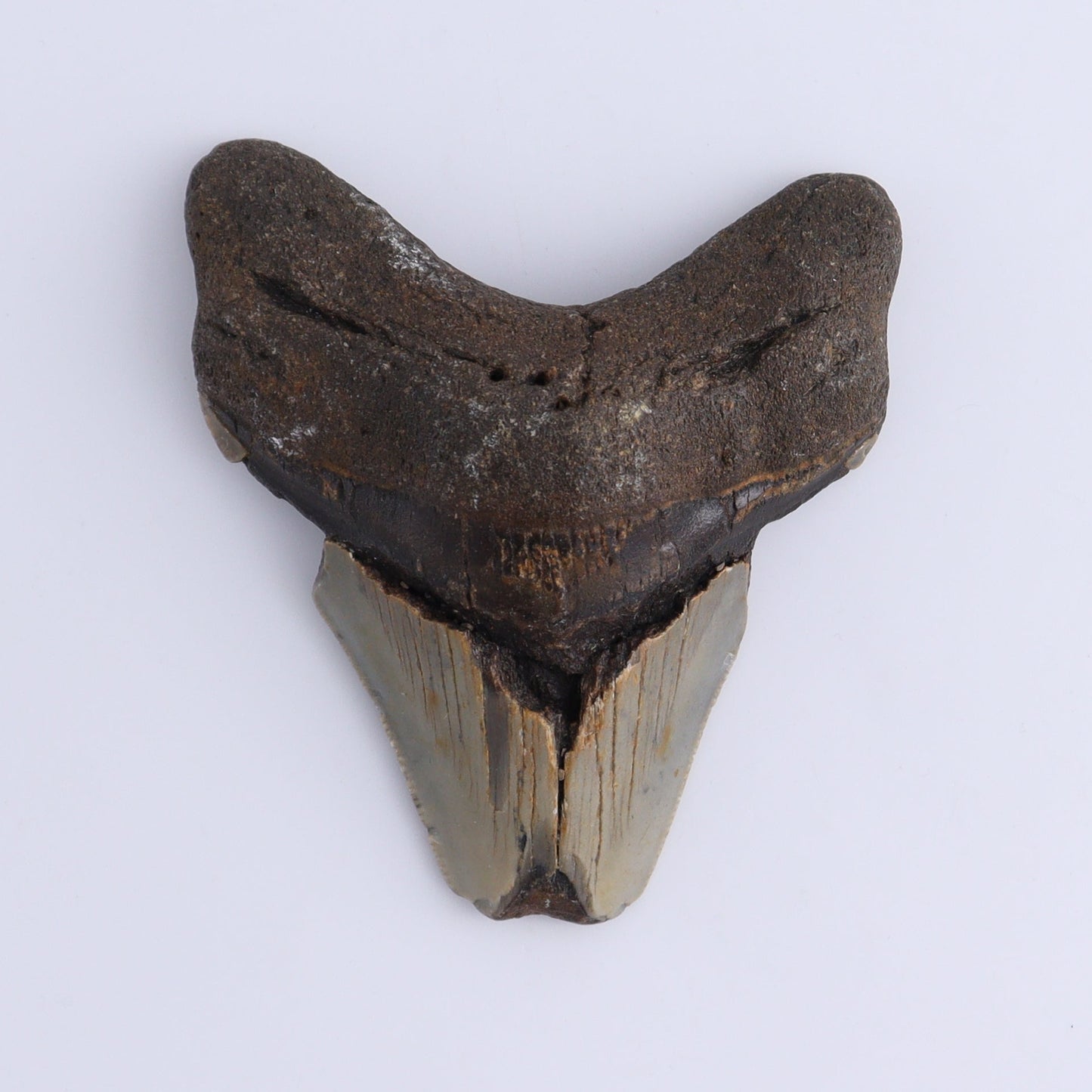 Megalodon Teeth Set of 2 - Expert Wholesale and Supplier of Wholesale Crystals & Bulk Gemstones, ["Megalodon Teeth","United States"]