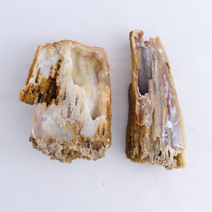 Agatized Coral Flat - Expert Wholesale and Supplier of Wholesale Crystals & Bulk Gemstones, ["Agate","Agatized Coral","Coral","United States"]