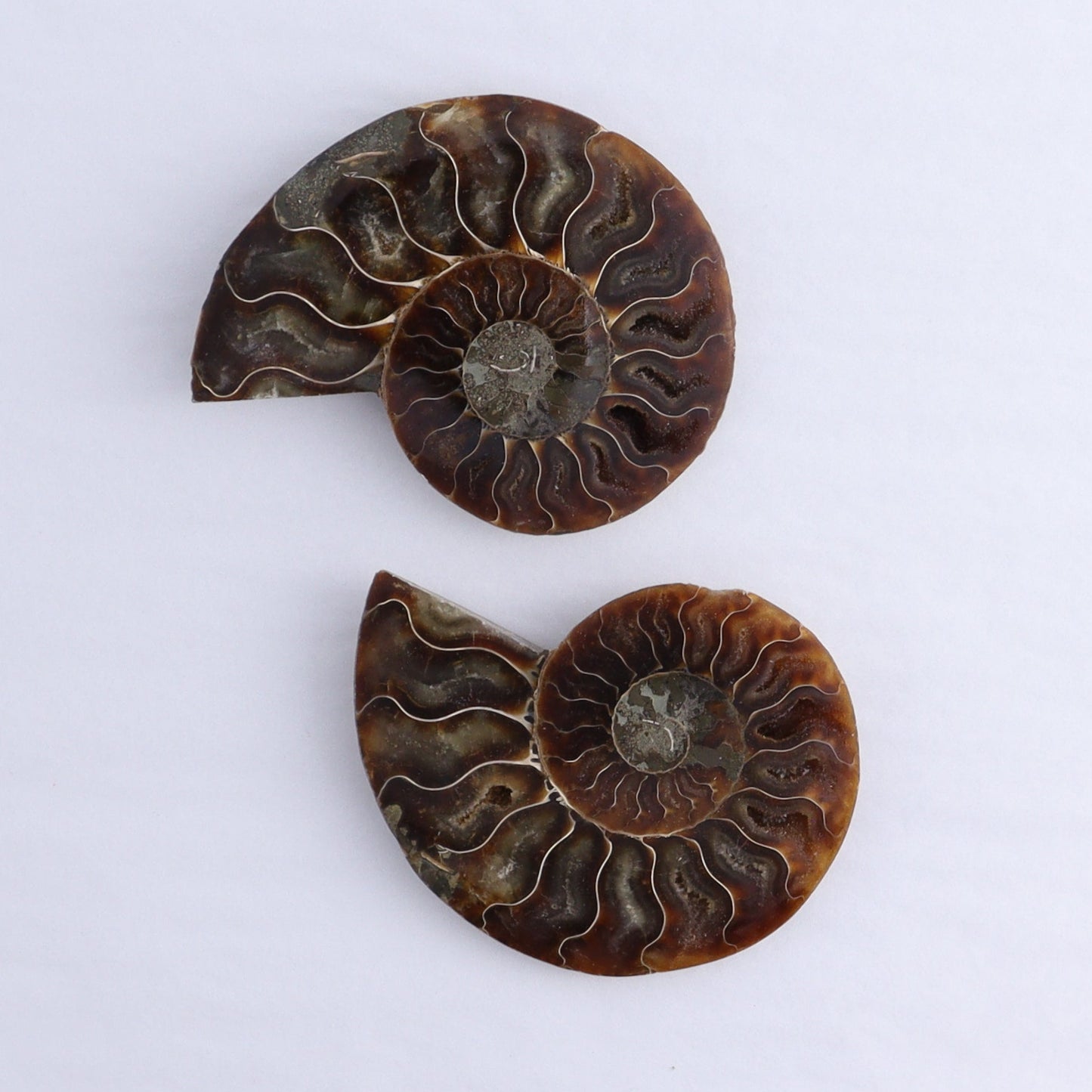 Ammonite Shells Set of 6 - Expert Wholesale and Supplier of Wholesale Crystals & Bulk Gemstones, ["Ammonite","Madagascar","shells"]