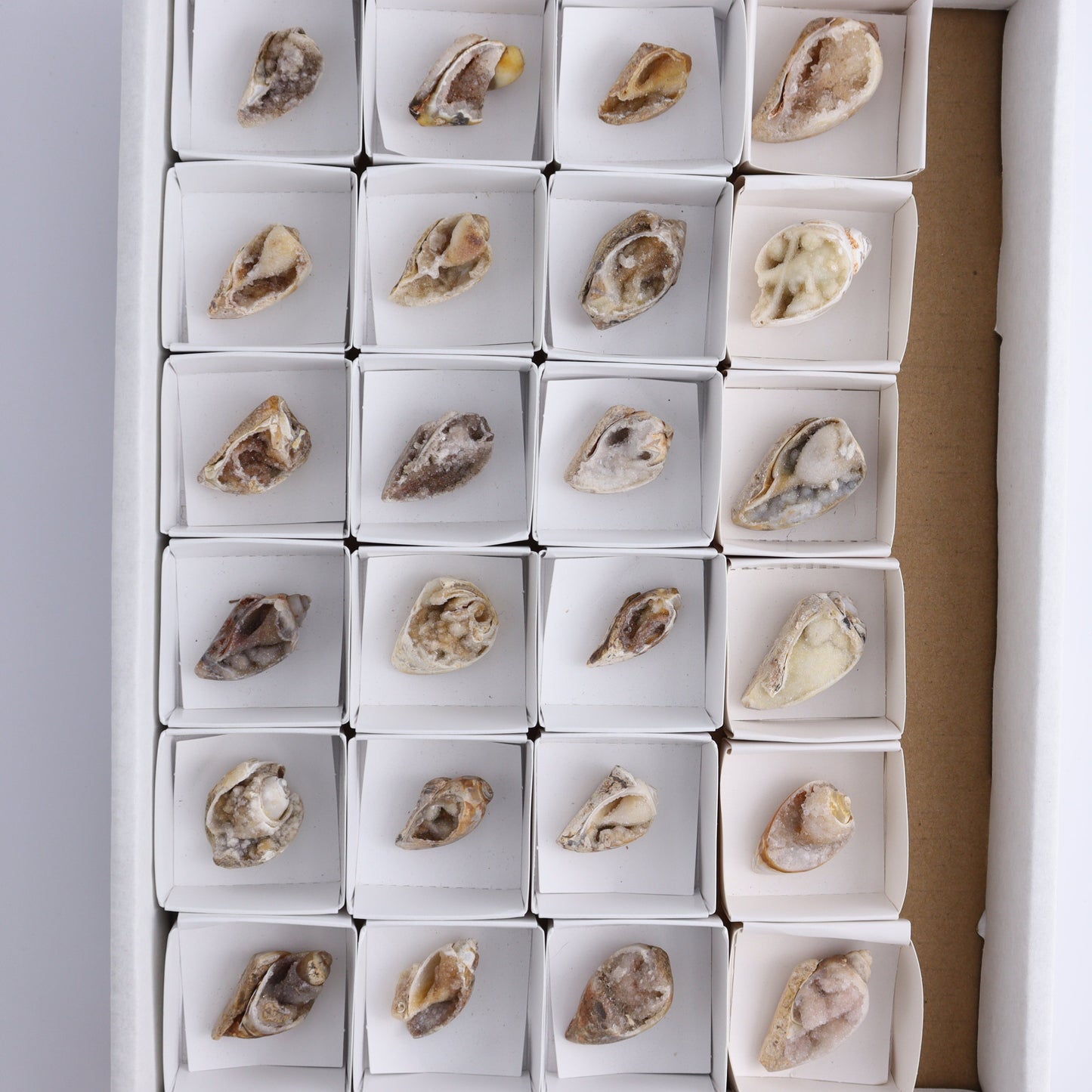 Crystalized Shells Set of 24 - Expert Wholesale and Supplier of Wholesale Crystals & Bulk Gemstones, ["Crystalized Shell","India","shell","shells"]