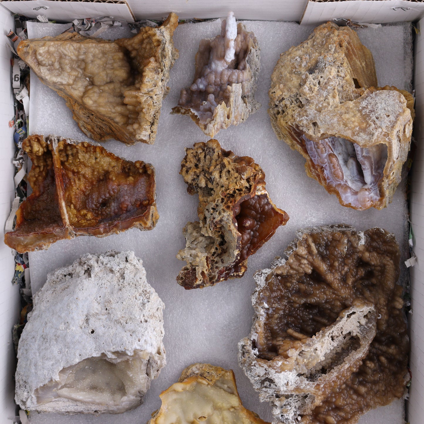 Agatized Coral Flat - Expert Wholesale and Supplier of Wholesale Crystals & Bulk Gemstones, ["Agate","Agatized Coral","Coral","United States"]