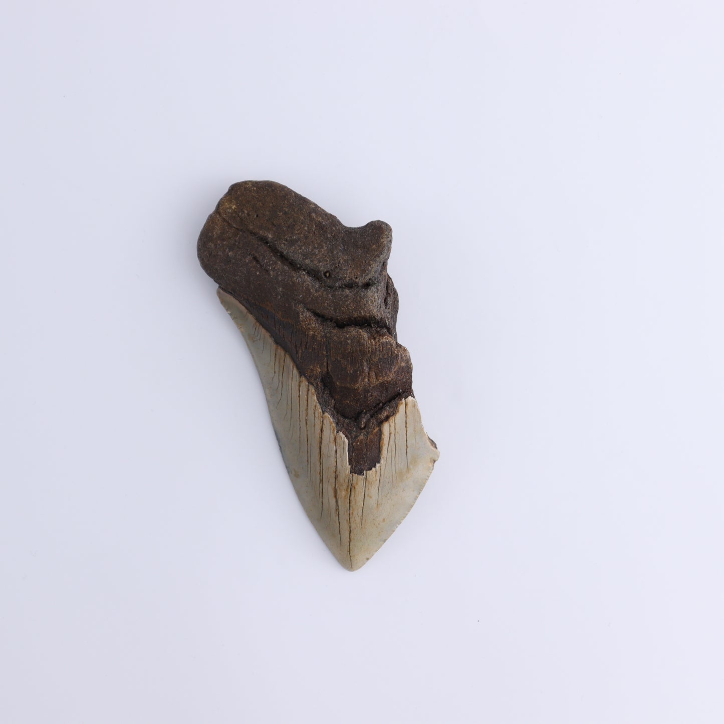 Megalodon Teeth Set of 4 - Expert Wholesale and Supplier of Wholesale Crystals & Bulk Gemstones, ["Megalodon Teeth","United States"]