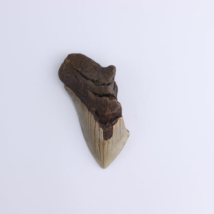 Megalodon Teeth Set of 4 - Expert Wholesale and Supplier of Wholesale Crystals & Bulk Gemstones, ["Megalodon Teeth","United States"]