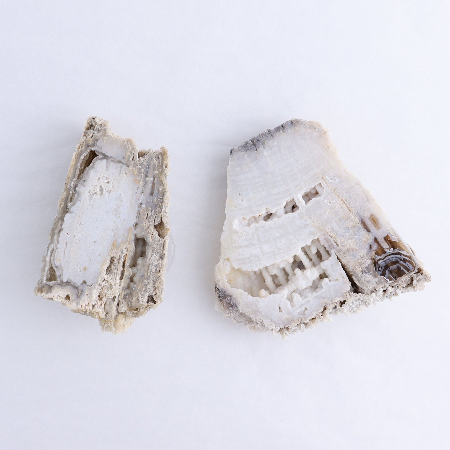 Agatized Coral Flat - Expert Wholesale and Supplier of Wholesale Crystals & Bulk Gemstones, ["Agate","Agatized Coral","Coral","United States"]