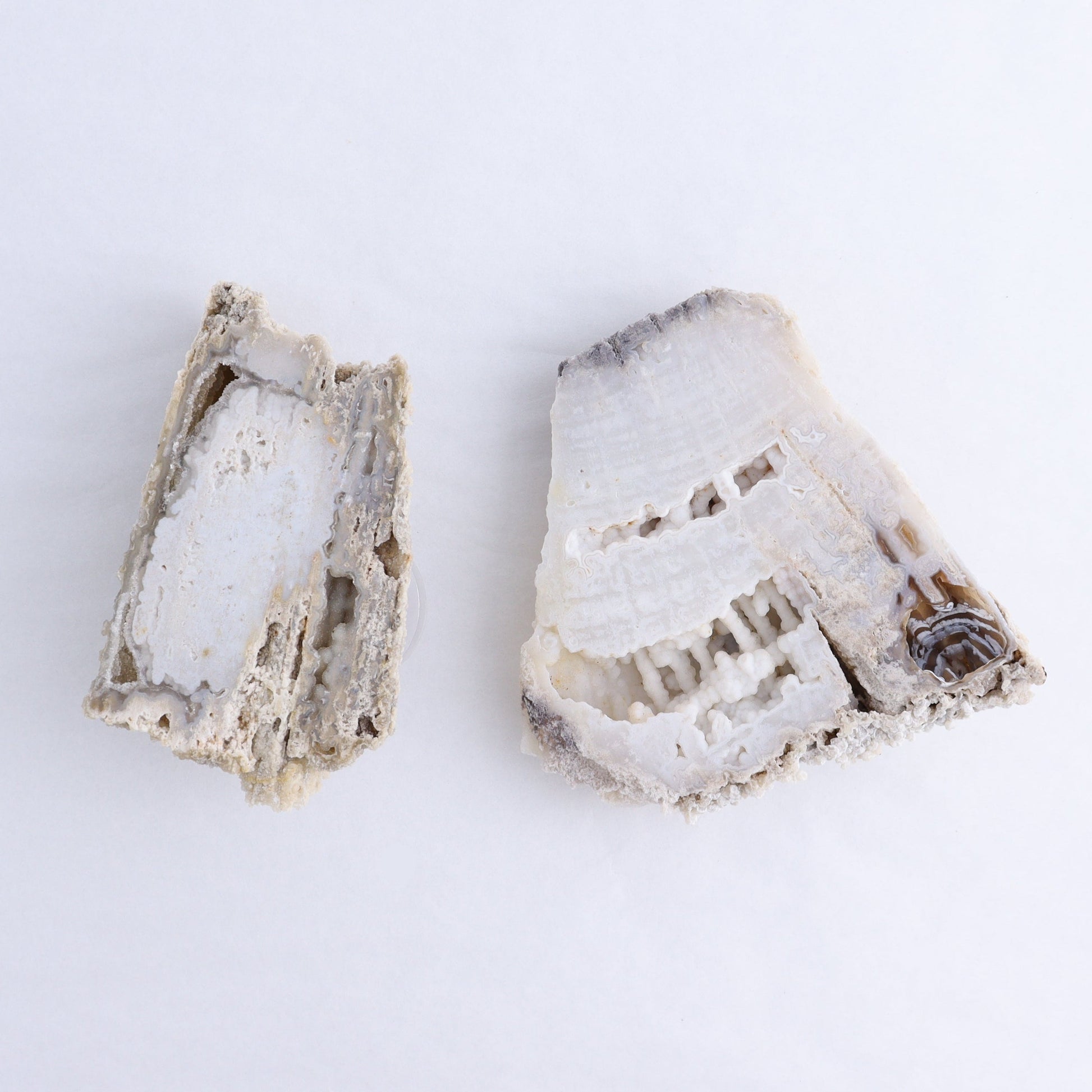 Agatized Coral Flat - Expert Wholesale and Supplier of Wholesale Crystals & Bulk Gemstones, ["Agate","Agatized Coral","Coral","United States"]