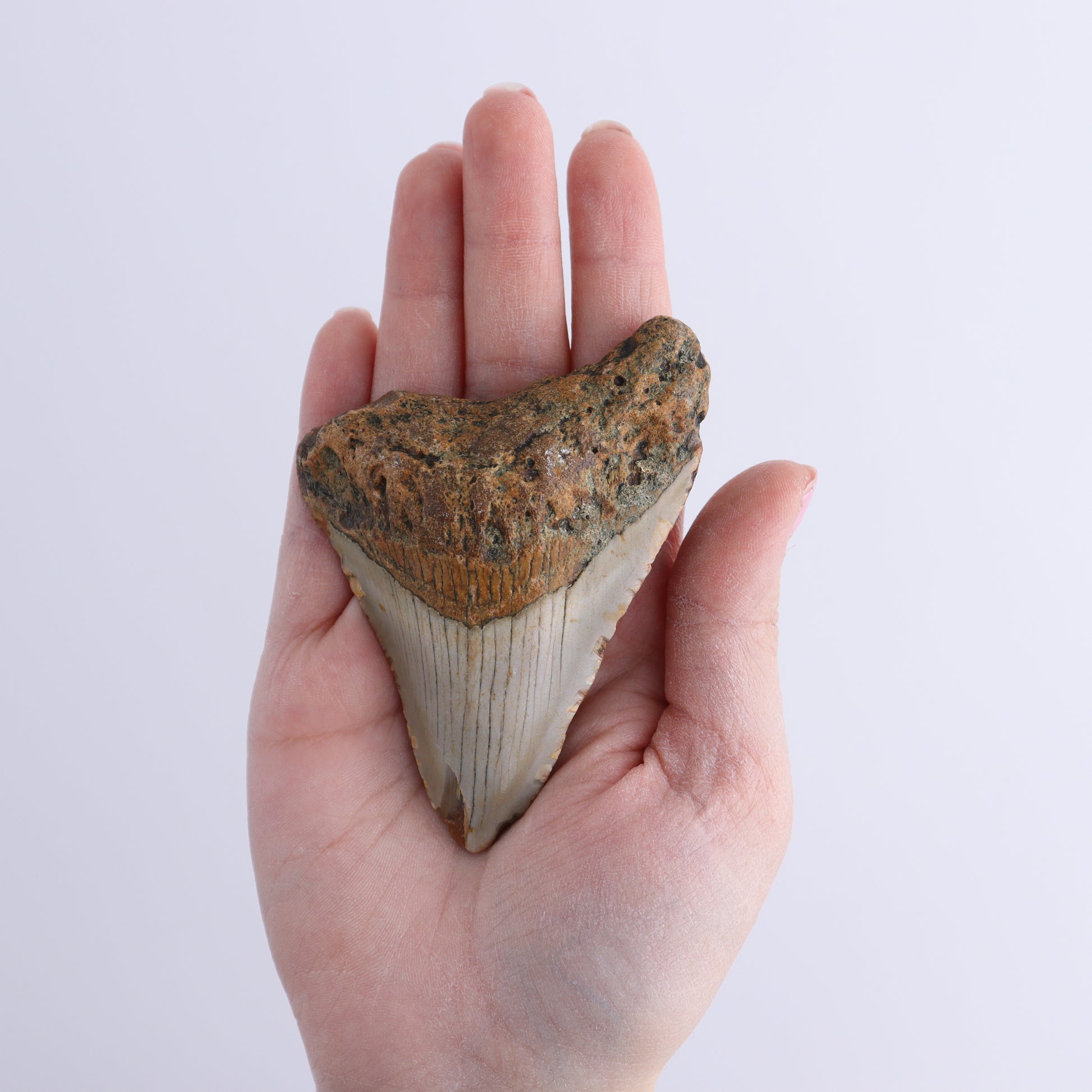 Megalodon Teeth Set of 2 - Expert Wholesale and Supplier of Wholesale Crystals & Bulk Gemstones, ["Megalodon Teeth","United States"]