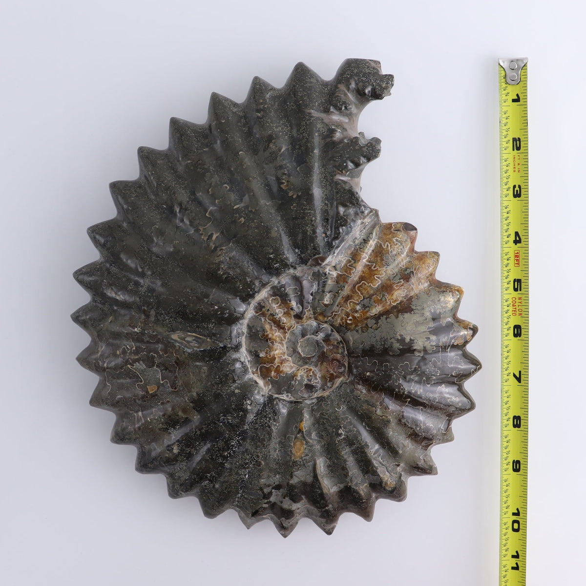 Ammonite Shell