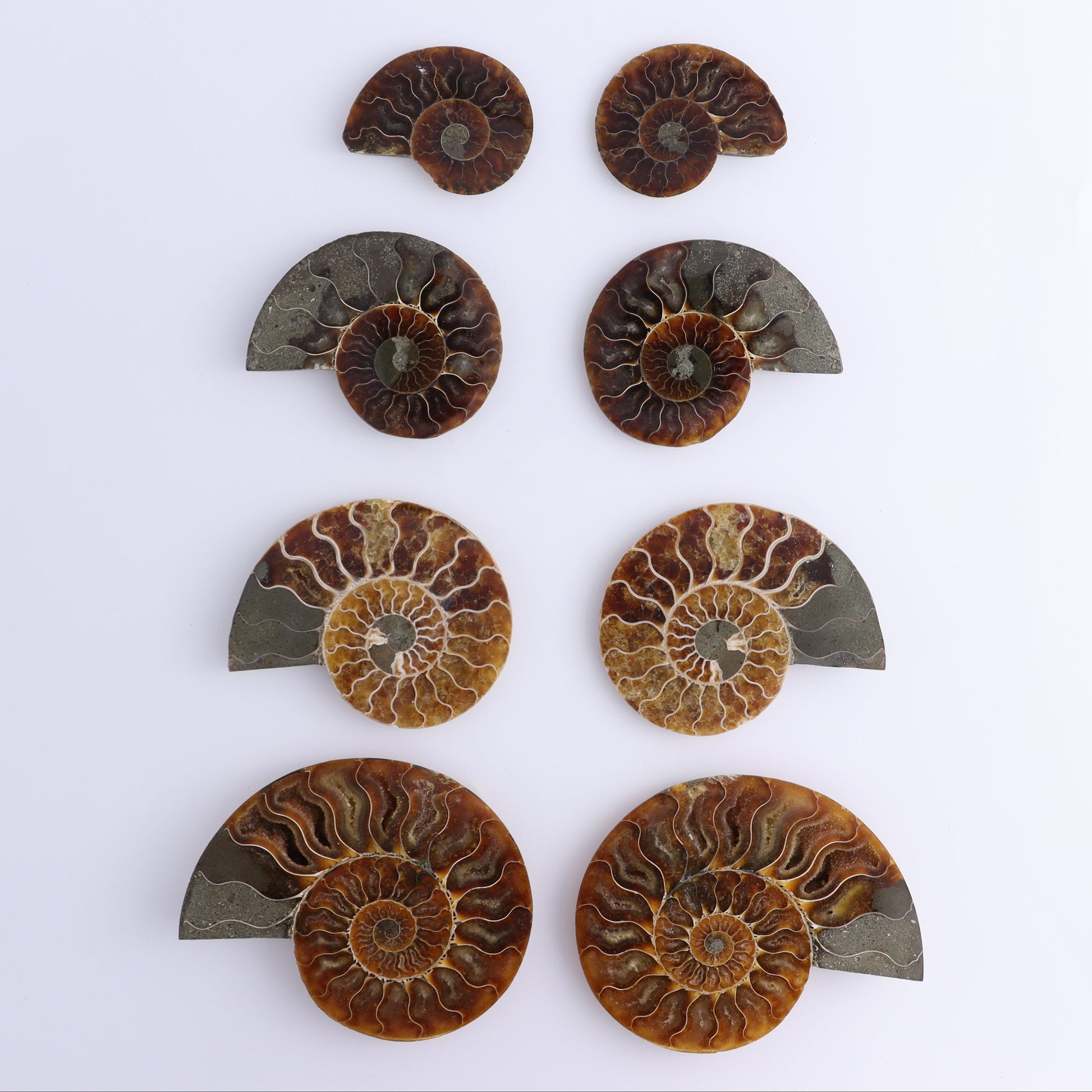 Ammonite Shells Set of 8 - Expert Wholesale and Supplier of Wholesale Crystals & Bulk Gemstones, ["Ammonite","Madagascar","shells"]