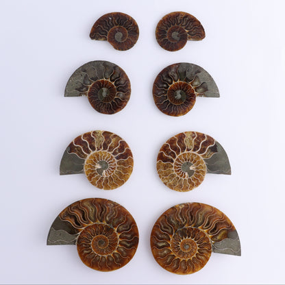 Ammonite Shells Set of 8 - Expert Wholesale and Supplier of Wholesale Crystals & Bulk Gemstones, ["Ammonite","Madagascar","shells"]