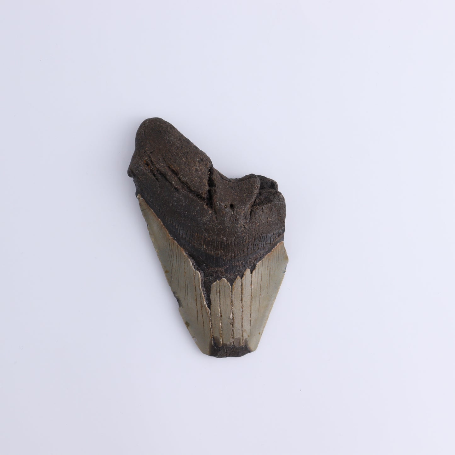 Megalodon Teeth Set of 4 - Expert Wholesale and Supplier of Wholesale Crystals & Bulk Gemstones, ["Megalodon Teeth","United States"]