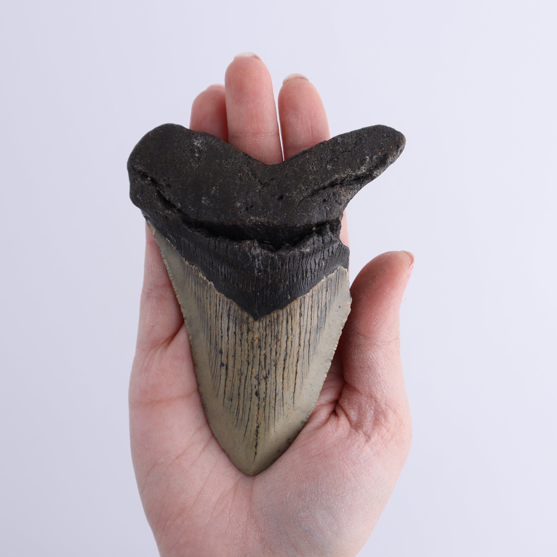 Megalodon Teeth Set of 2 - Expert Wholesale and Supplier of Wholesale Crystals & Bulk Gemstones, ["Megalodon Teeth","United States"]