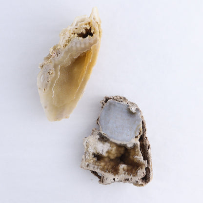 Agatized Coral Flat - Expert Wholesale and Supplier of Wholesale Crystals & Bulk Gemstones, ["Agate","Agatized Coral","Coral","United States"]