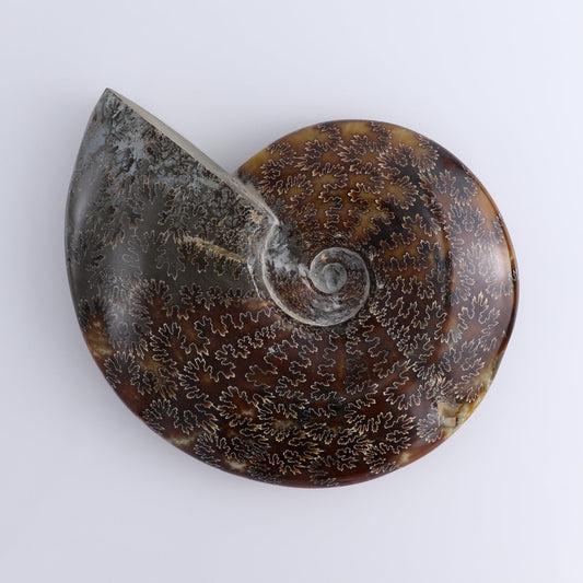 Ammonite Shell