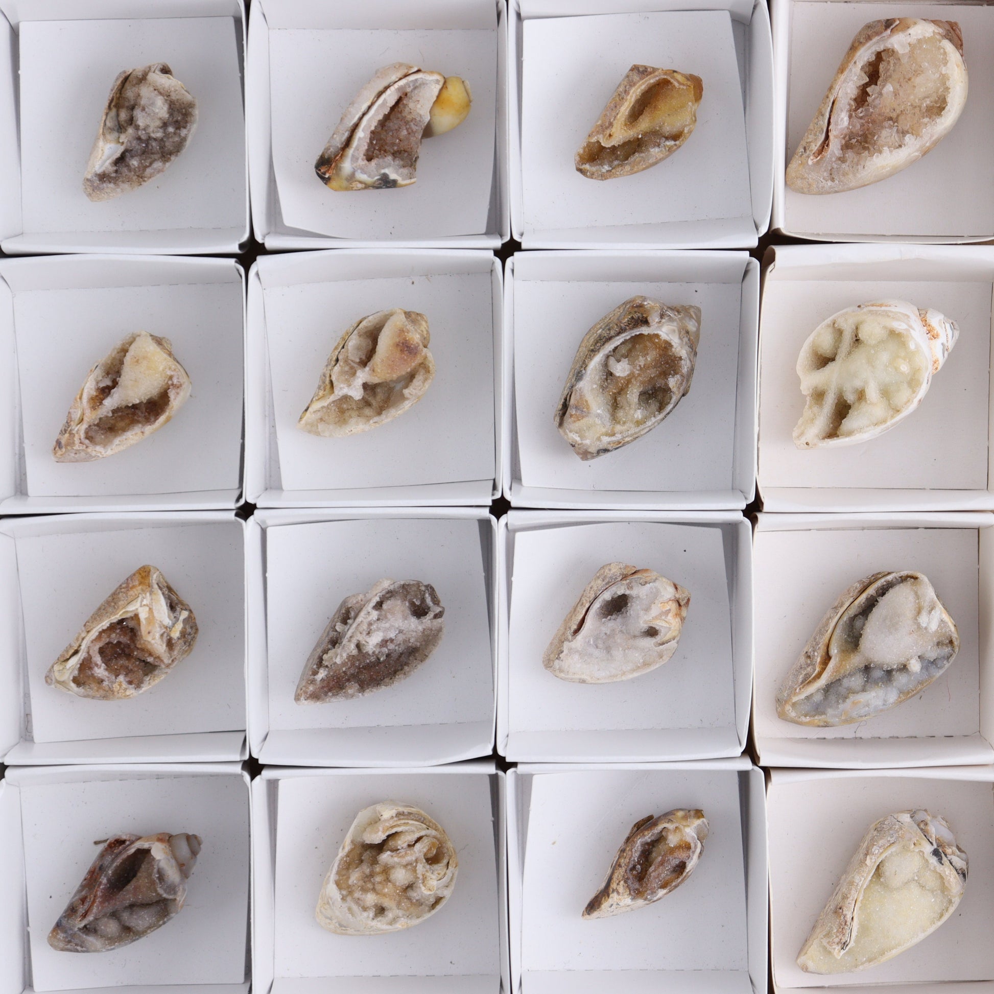 Crystalized Shells Set of 24 - Expert Wholesale and Supplier of Wholesale Crystals & Bulk Gemstones, ["Crystalized Shell","India","shell","shells"]