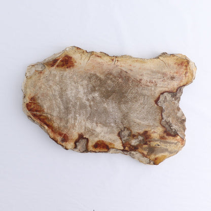 Petrified Wood Slab