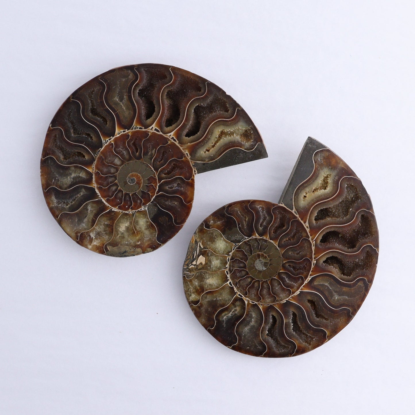 Ammonite Shells Set of 6 - Expert Wholesale and Supplier of Wholesale Crystals & Bulk Gemstones, ["Ammonite","Madagascar","shells"]