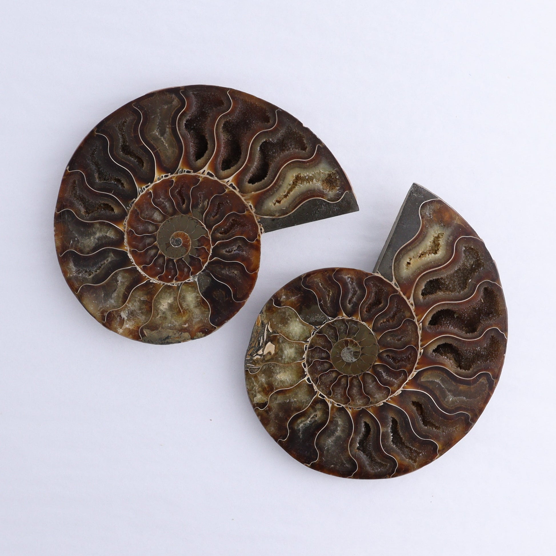 Ammonite Shells Set of 6 - Expert Wholesale and Supplier of Wholesale Crystals & Bulk Gemstones, ["Ammonite","Madagascar","shells"]