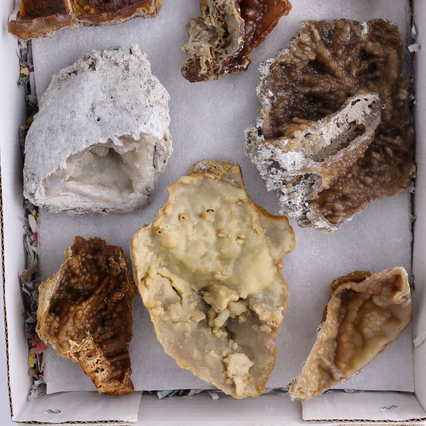 Agatized Coral Flat - Expert Wholesale and Supplier of Wholesale Crystals & Bulk Gemstones, ["Agate","Agatized Coral","Coral","United States"]