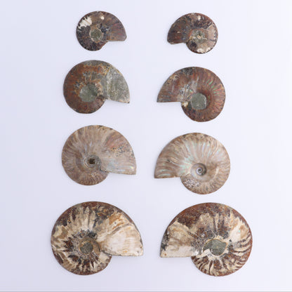Ammonite Shells Set of 8 - Expert Wholesale and Supplier of Wholesale Crystals & Bulk Gemstones, ["Ammonite","Madagascar","shells"]
