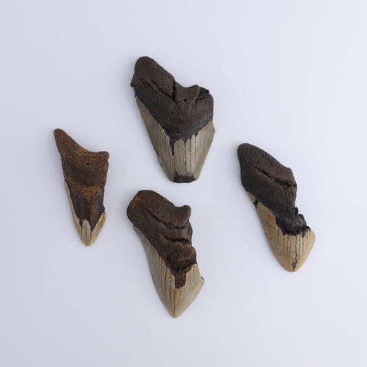Megalodon Teeth Set of 4 - Expert Wholesale and Supplier of Wholesale Crystals & Bulk Gemstones, ["Megalodon Teeth","United States"]