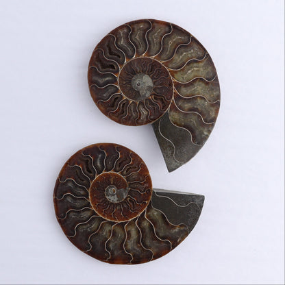Ammonite Shells Set of 6 - Expert Wholesale and Supplier of Wholesale Crystals & Bulk Gemstones, ["Ammonite","Madagascar","shells"]