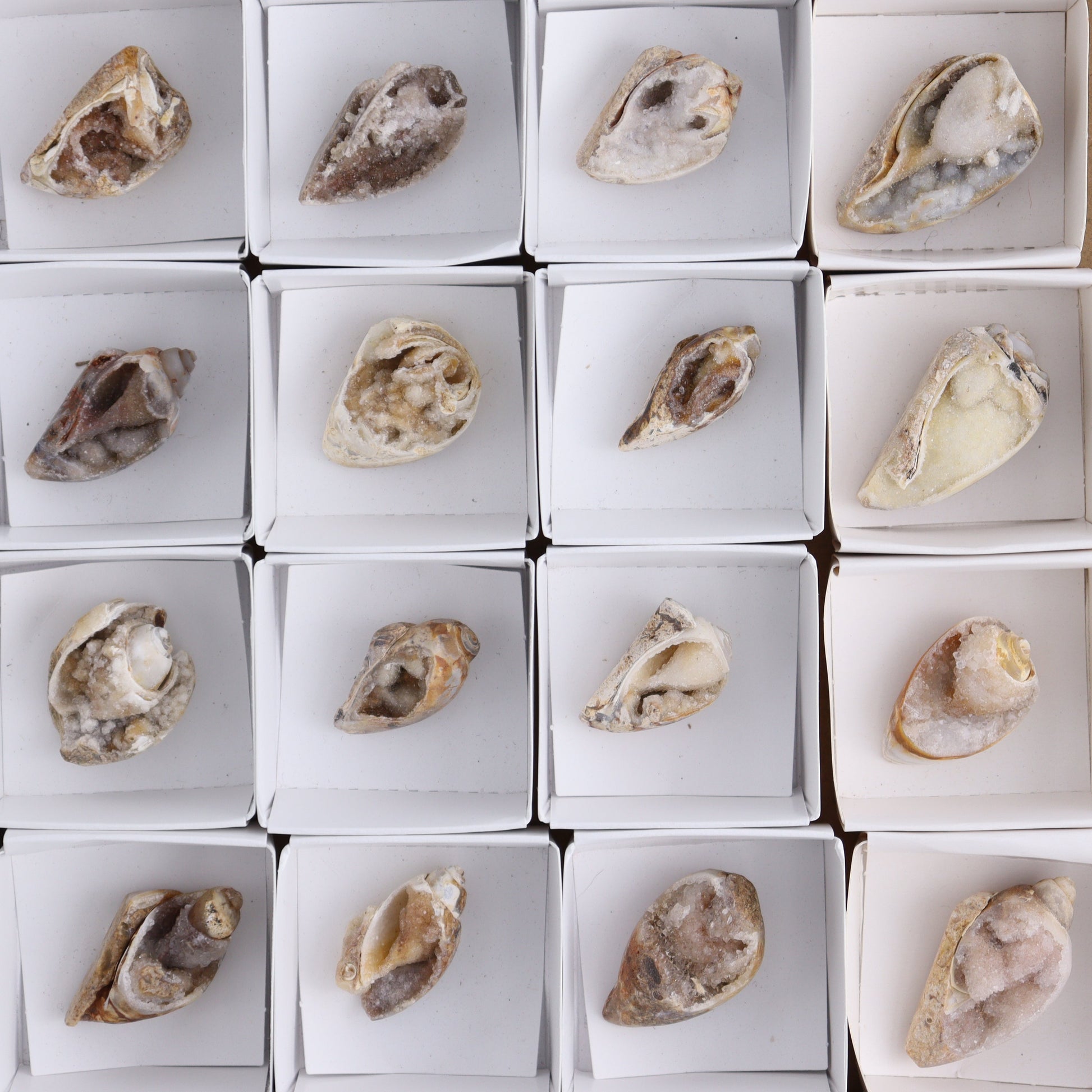 Crystalized Shells Set of 24 - Expert Wholesale and Supplier of Wholesale Crystals & Bulk Gemstones, ["Crystalized Shell","India","shell","shells"]