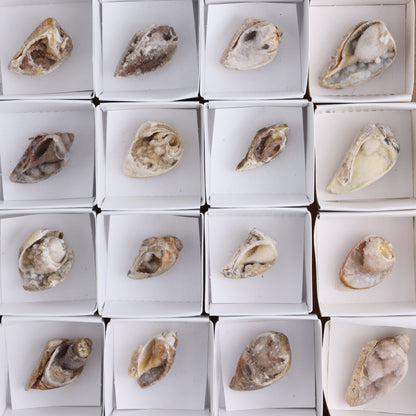 Crystalized Shells Set of 24 - Expert Wholesale and Supplier of Wholesale Crystals & Bulk Gemstones, ["Crystalized Shell","India","shell","shells"]