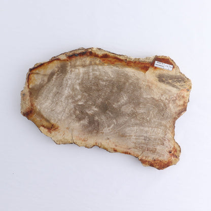 Petrified Wood Slab
