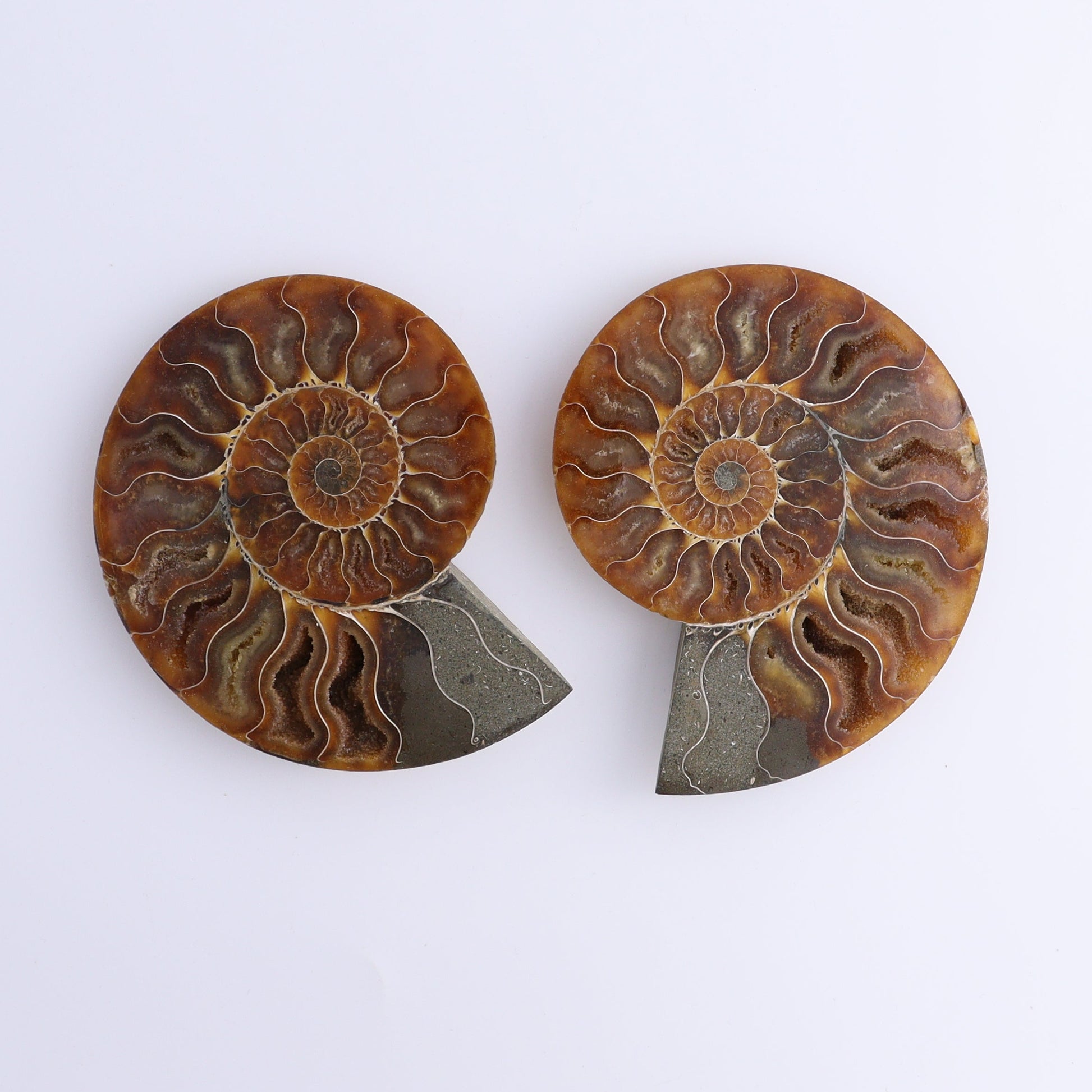 Ammonite Shells Set of 8 - Expert Wholesale and Supplier of Wholesale Crystals & Bulk Gemstones, ["Ammonite","Madagascar","shells"]