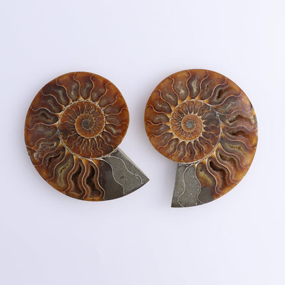 Ammonite Shells Set of 8 - Expert Wholesale and Supplier of Wholesale Crystals & Bulk Gemstones, ["Ammonite","Madagascar","shells"]