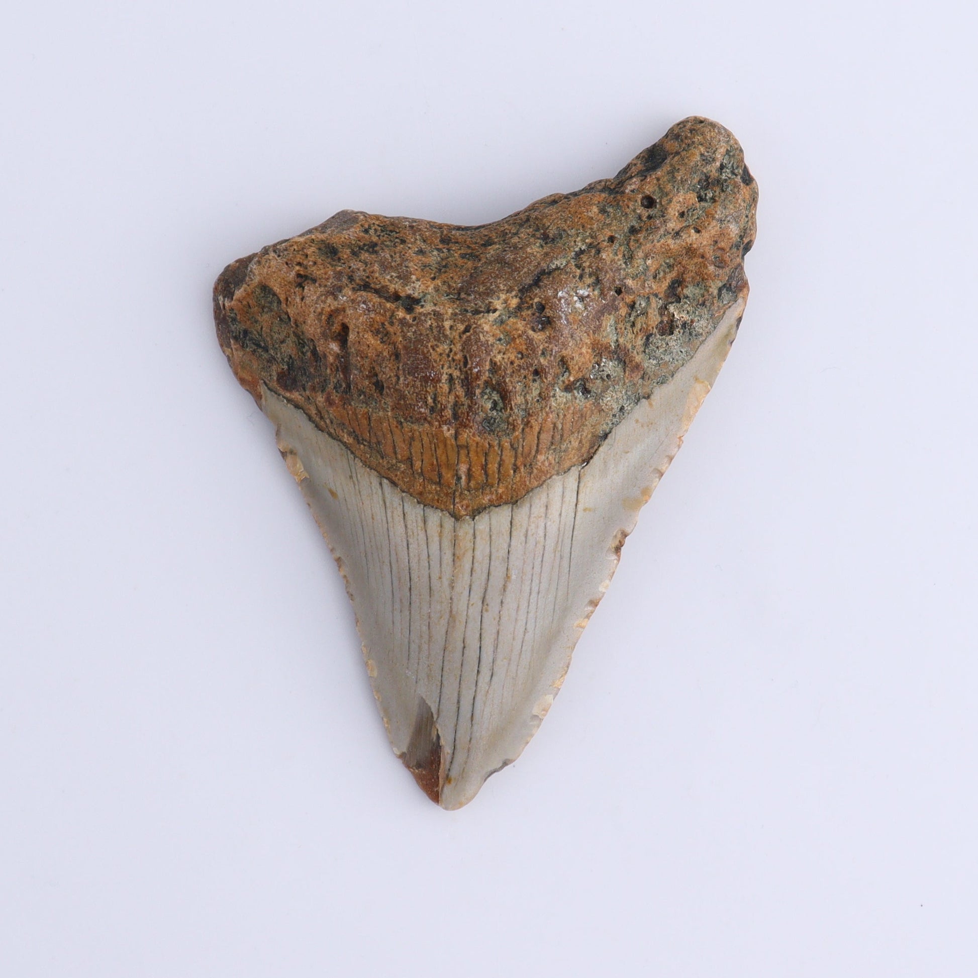 Megalodon Teeth Set of 2 - Expert Wholesale and Supplier of Wholesale Crystals & Bulk Gemstones, ["Megalodon Teeth","United States"]
