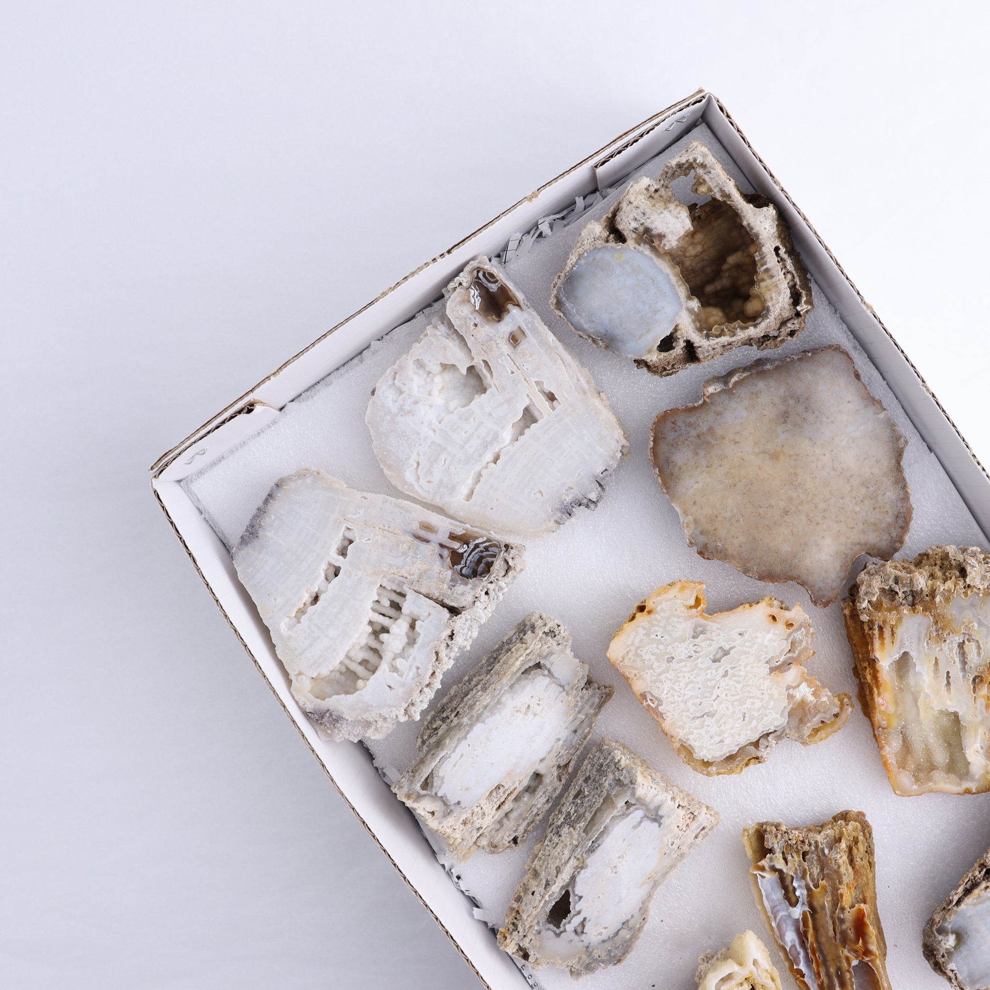 Agatized Coral Flat - Expert Wholesale and Supplier of Wholesale Crystals & Bulk Gemstones, ["Agate","Agatized Coral","Coral","United States"]