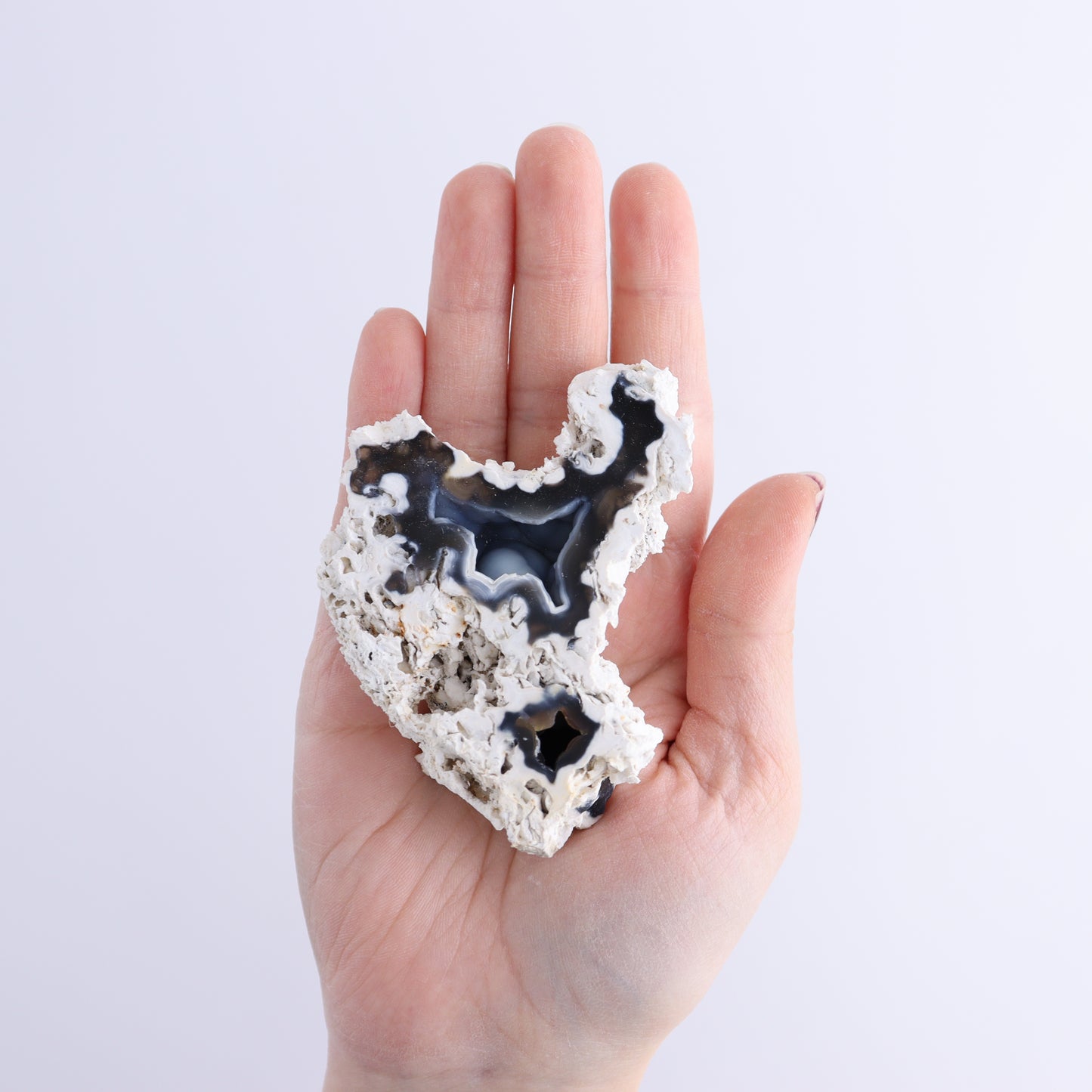 Agatized Coral Flat - Expert Wholesale and Supplier of Wholesale Crystals & Bulk Gemstones, ["Agate","Agatized Coral","Coral","United States"]