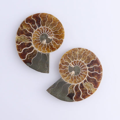 Ammonite Shells Set of 8 - Expert Wholesale and Supplier of Wholesale Crystals & Bulk Gemstones, ["Ammonite","Madagascar","shells"]