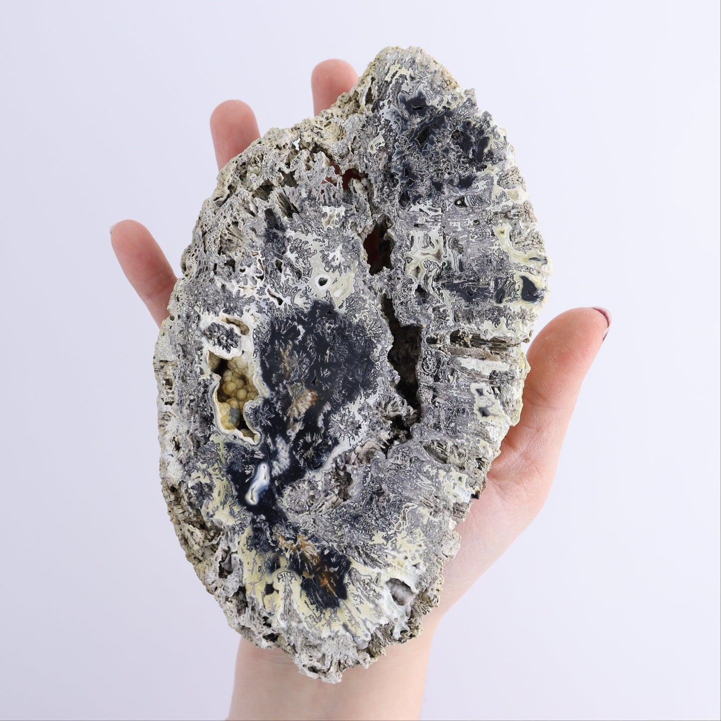 Agatized Coral Flat - Expert Wholesale and Supplier of Wholesale Crystals & Bulk Gemstones, ["Agate","Agatized Coral","Coral","United States"]