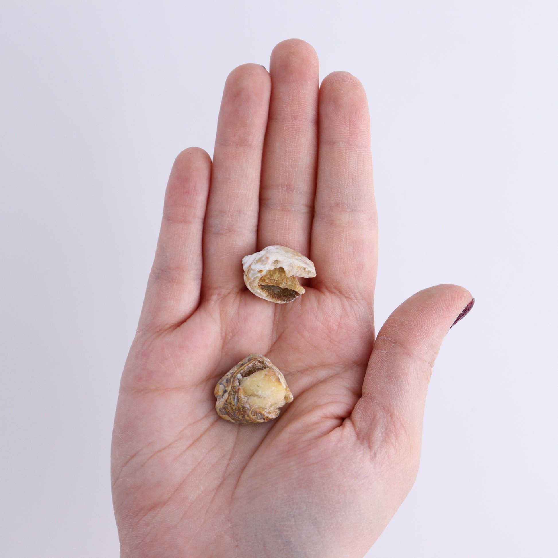 Crystalized Shells Set of 24 - Expert Wholesale and Supplier of Wholesale Crystals & Bulk Gemstones, ["Crystalized Shell","India","shell","shells"]