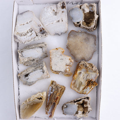 Agatized Coral Flat - Expert Wholesale and Supplier of Wholesale Crystals & Bulk Gemstones, ["Agate","Agatized Coral","Coral","United States"]