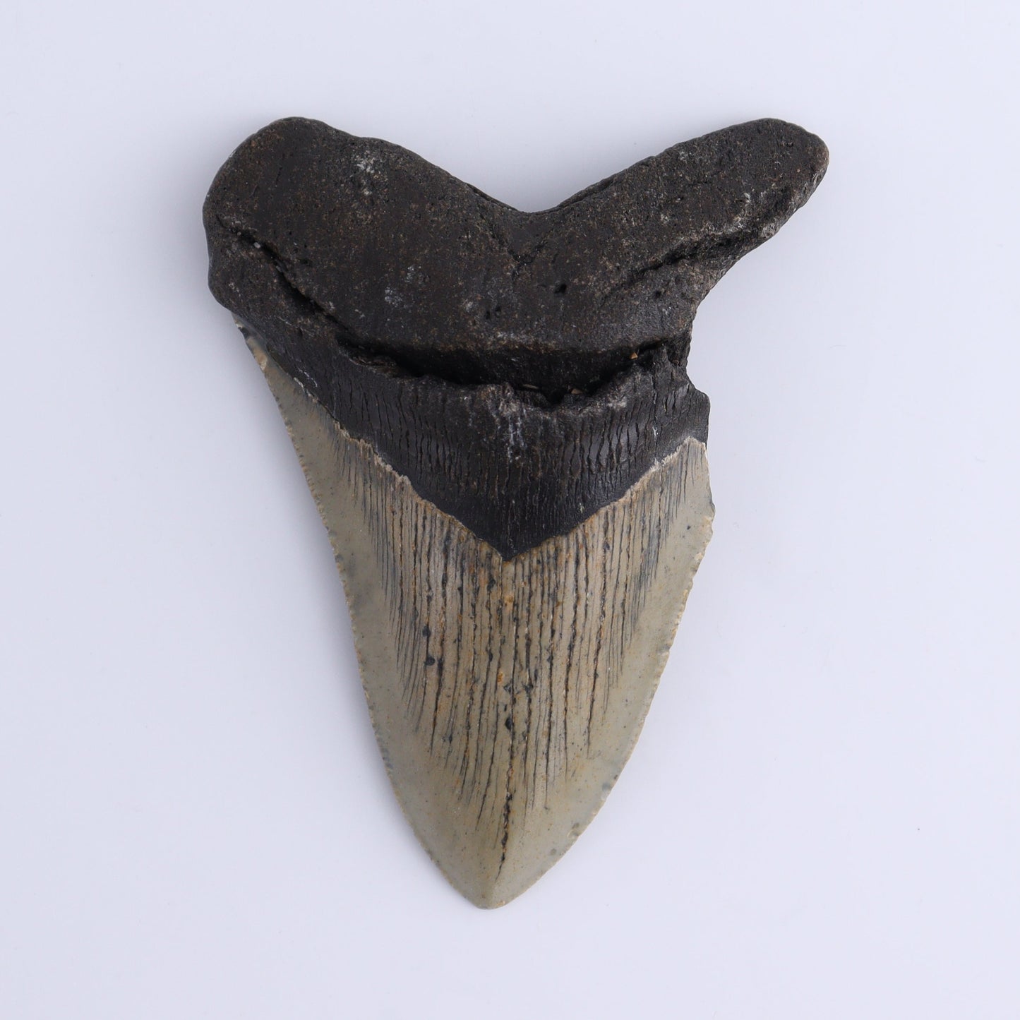 Megalodon Teeth Set of 2 - Expert Wholesale and Supplier of Wholesale Crystals & Bulk Gemstones, ["Megalodon Teeth","United States"]