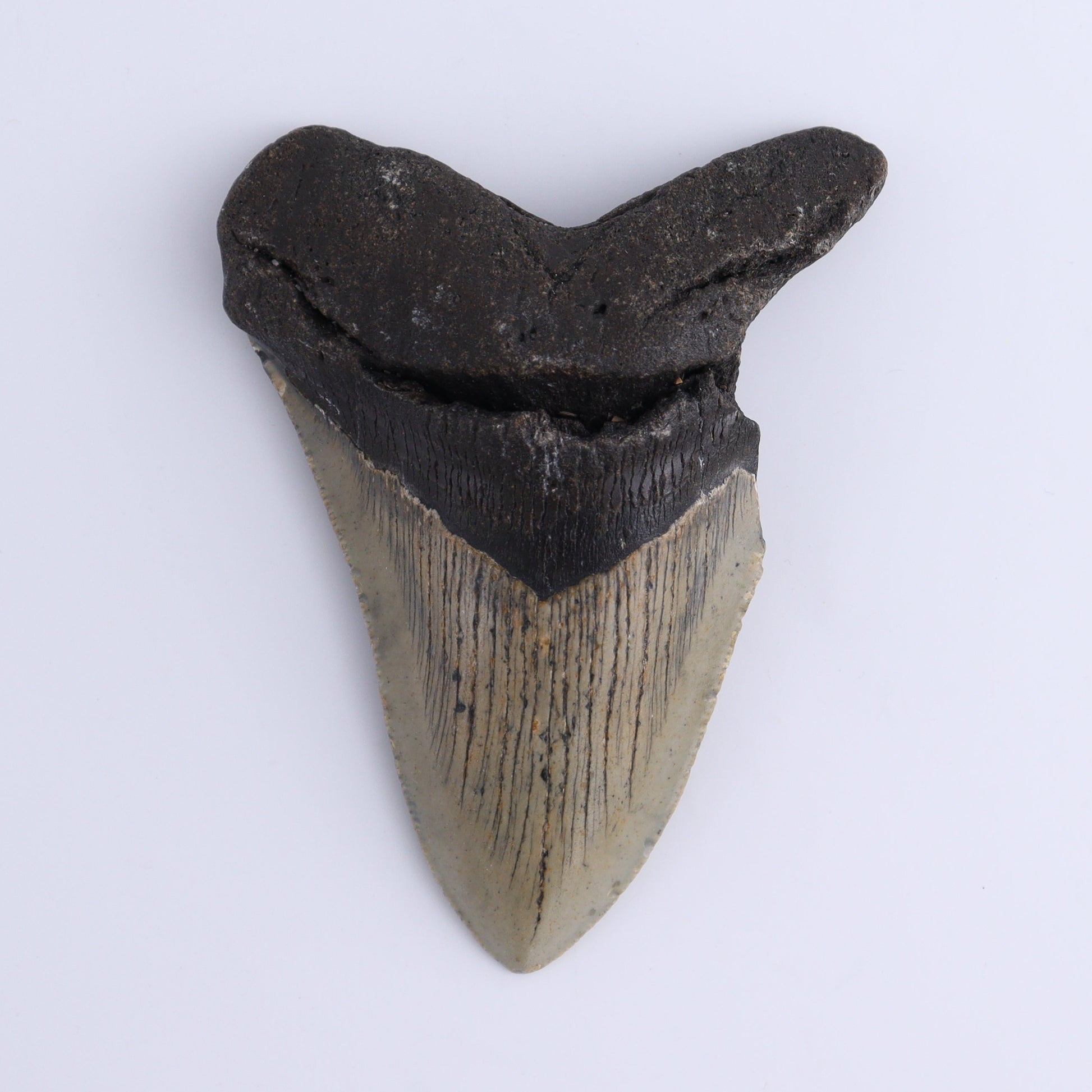 Megalodon Teeth Set of 2 - Expert Wholesale and Supplier of Wholesale Crystals & Bulk Gemstones, ["Megalodon Teeth","United States"]