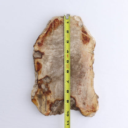 Petrified Wood Slab