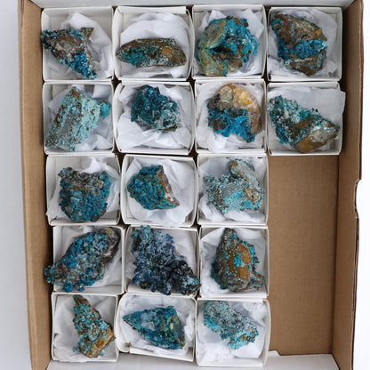 Chrysocolla on Quartz Roughs Set of 17